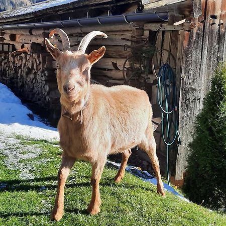 Ferienwohnungen Rieder Gerlos Kültér fotó