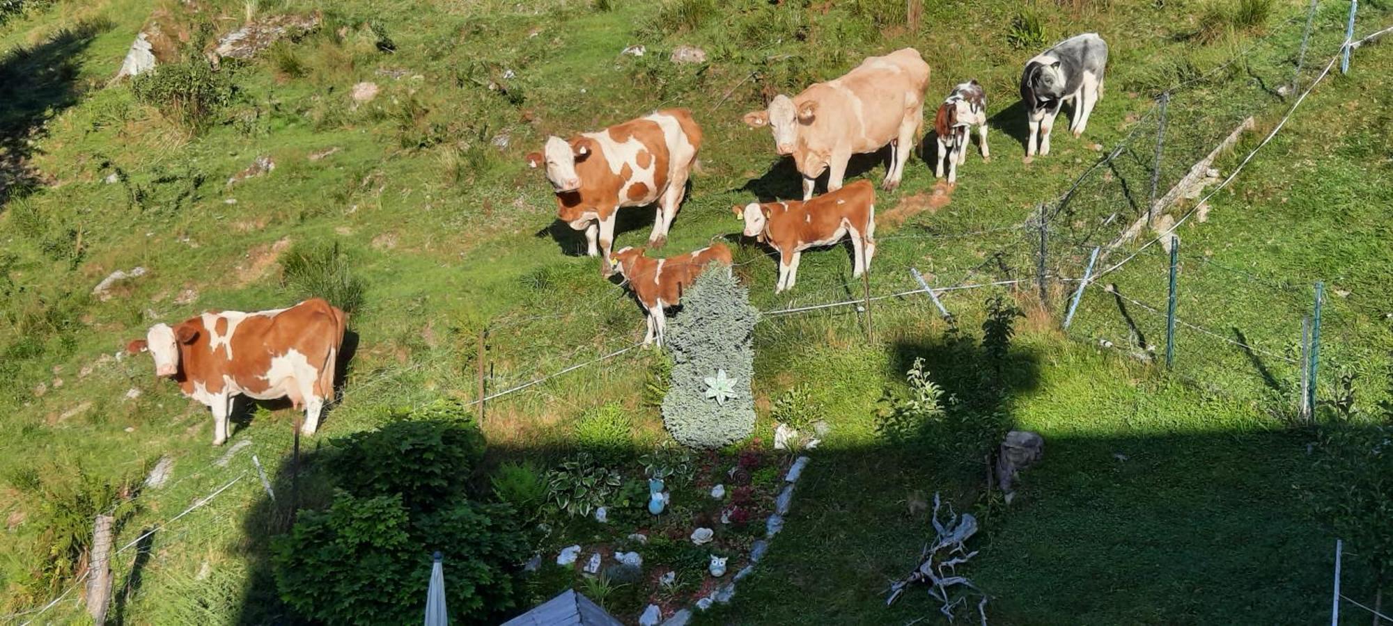 Ferienwohnungen Rieder Gerlos Kültér fotó